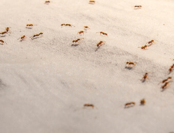 Ants Damaging Framework
