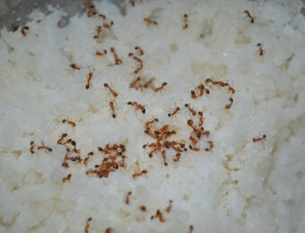 Ants Attacking Foods