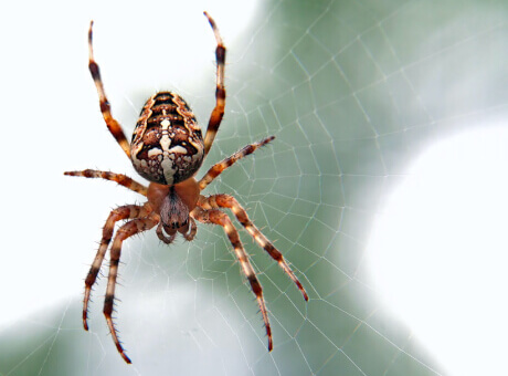 Poisonous Spider