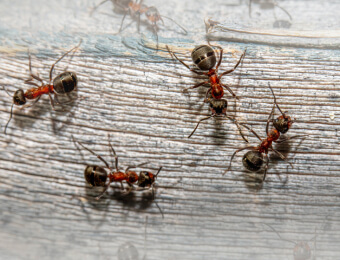 Ants Damaging Walls