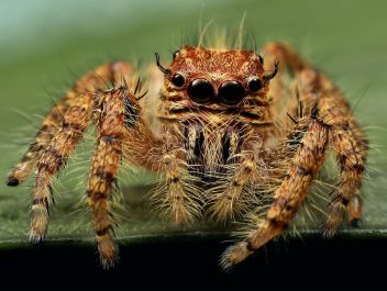 Hairy Sticky Spider