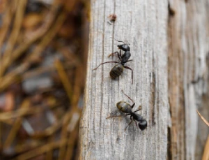 furniture-ants-updated-mobile