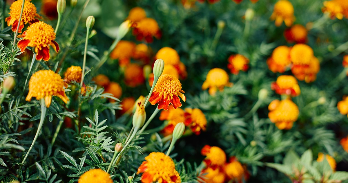 Plant marigolds near entryways and in window boxes to deter mosquitoes with their distinctive aroma.