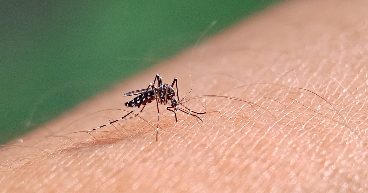 Mosquitos carry and spread the dengue virus to humans.