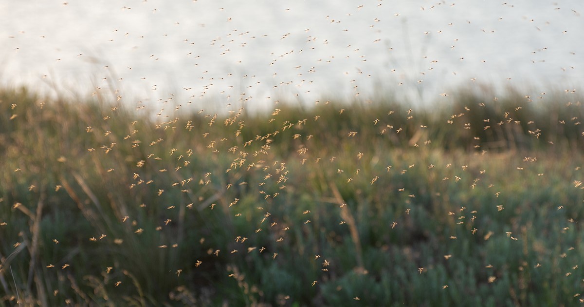 Unlike many mosquito species most active at dusk or dawn, Aedes mosquitoes are aggressive daytime feeders, with peak activity periods early in the morning and before sunset. 