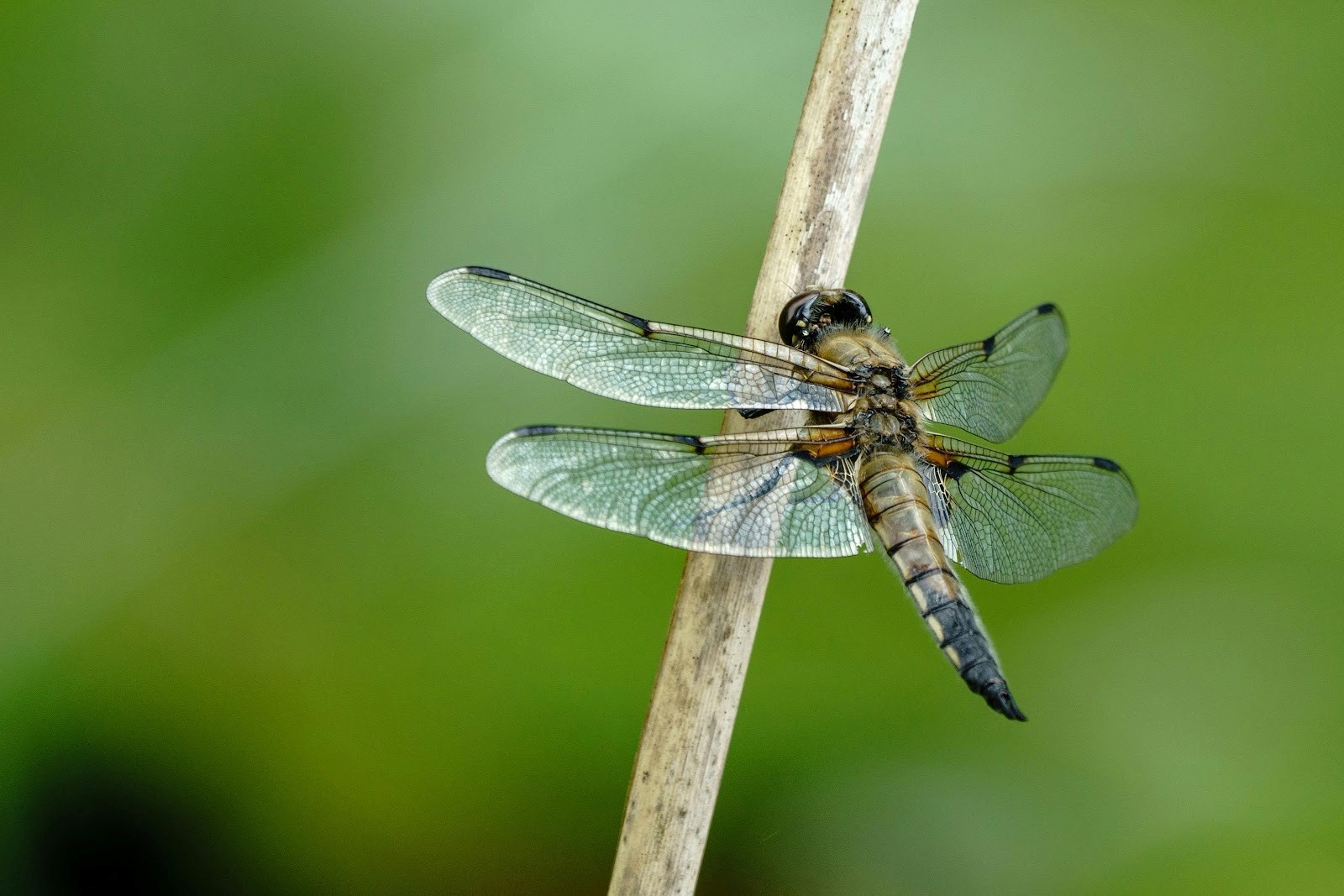 Dragonflies and Damselflies: The Mosquito Hawks