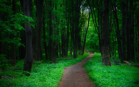 Tick control in wooded areas