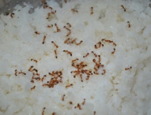 ants on food image