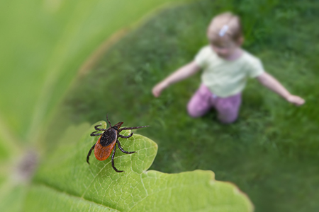 Tick on a leaf with a kid below in Central Indiana