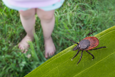 tick on a leaf with a kids feet below in fort worth