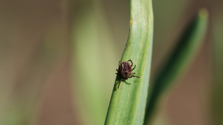 Tick on a leaf in Central Indiana
