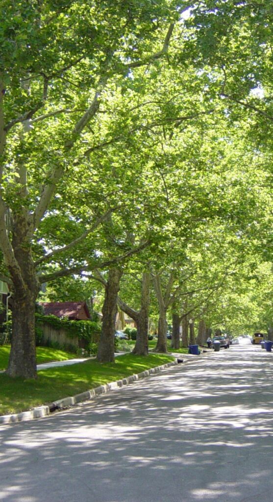 Carrollwood tree lined street Photo