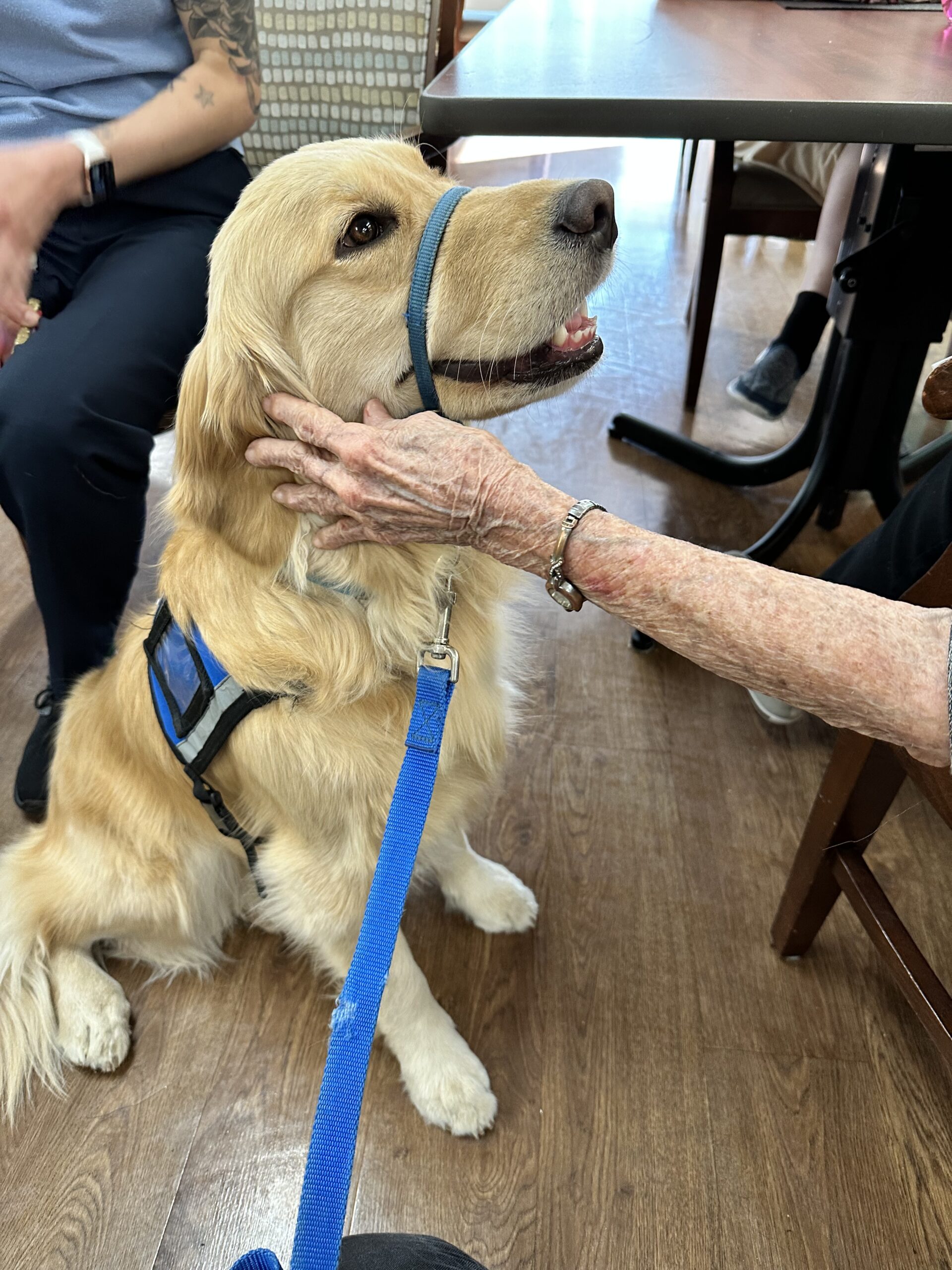 therapy dog