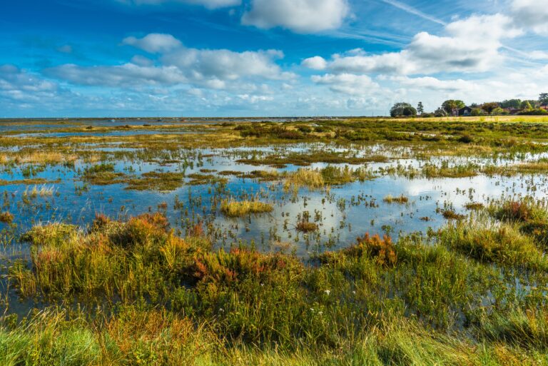 marsh