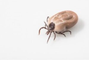 close up photo of a tick