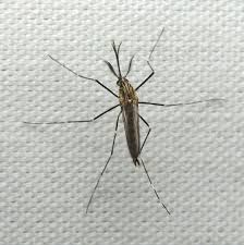 mosquito