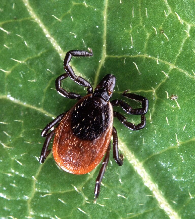 Deer Ticks (Black-legged Ticks)