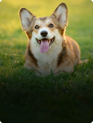dog