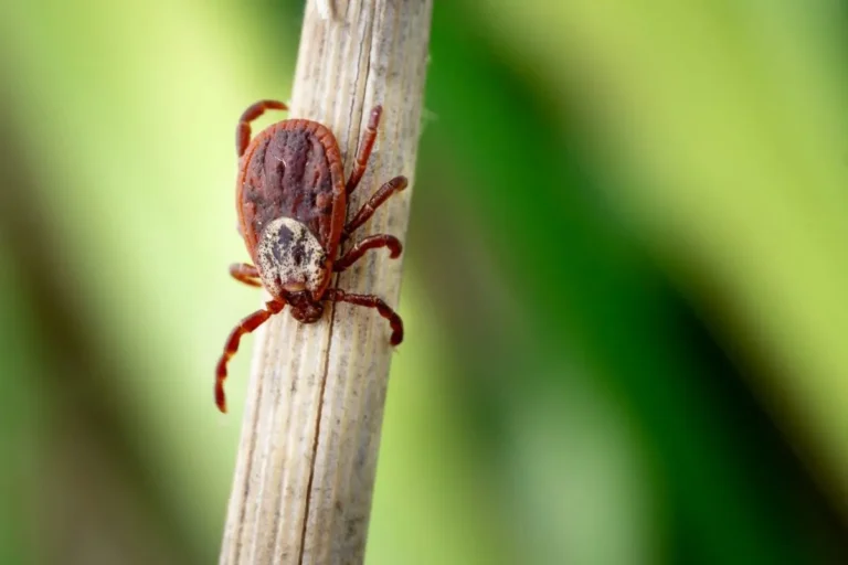 wood tick