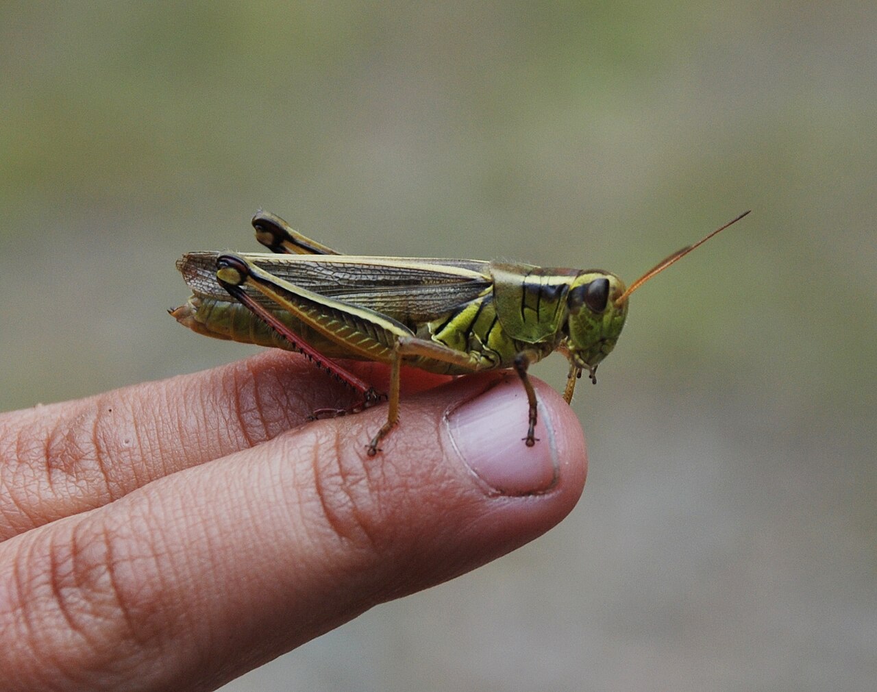 grasshopper