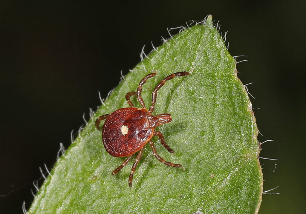 lone star tick