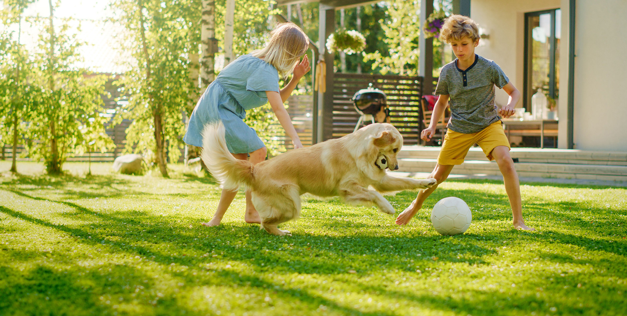 dog playing soccer in mosquito free yard with boys