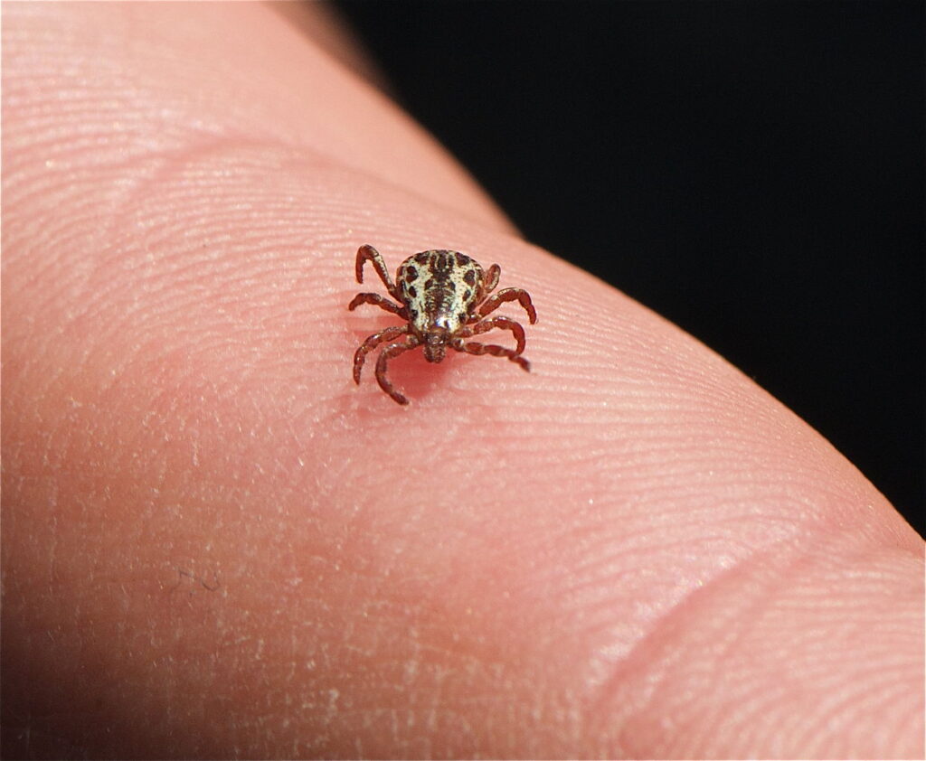dog tick