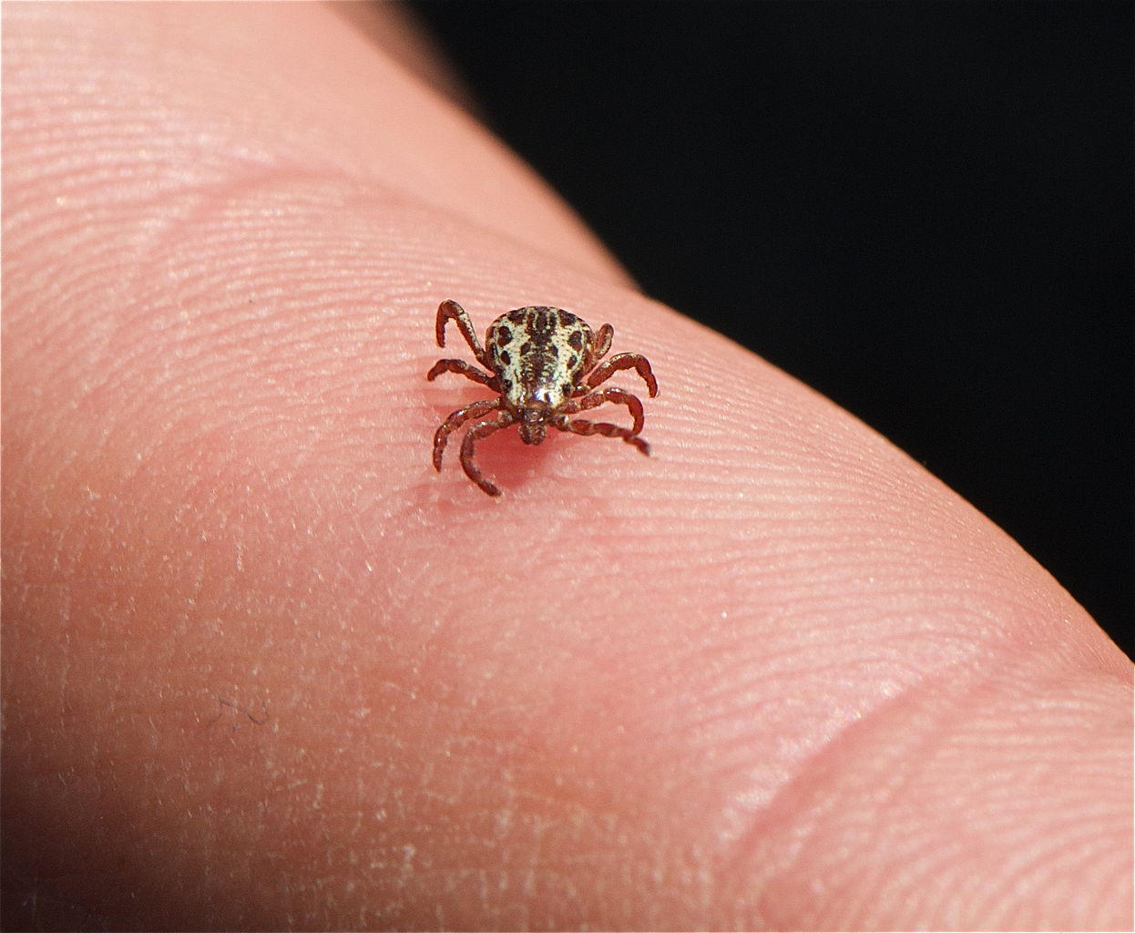 dog tick