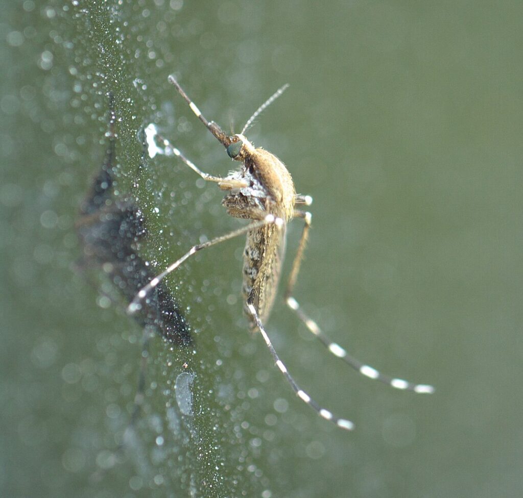 Aedes sollicitans