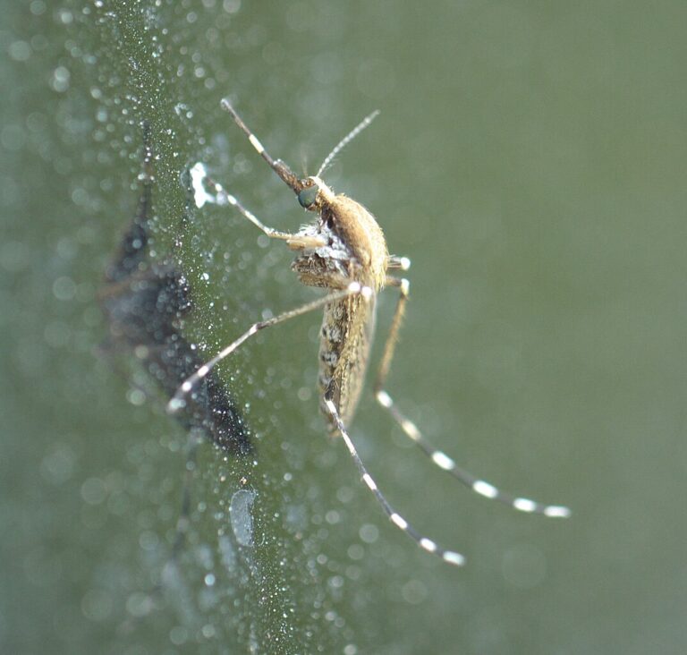 Aedes sollicitans