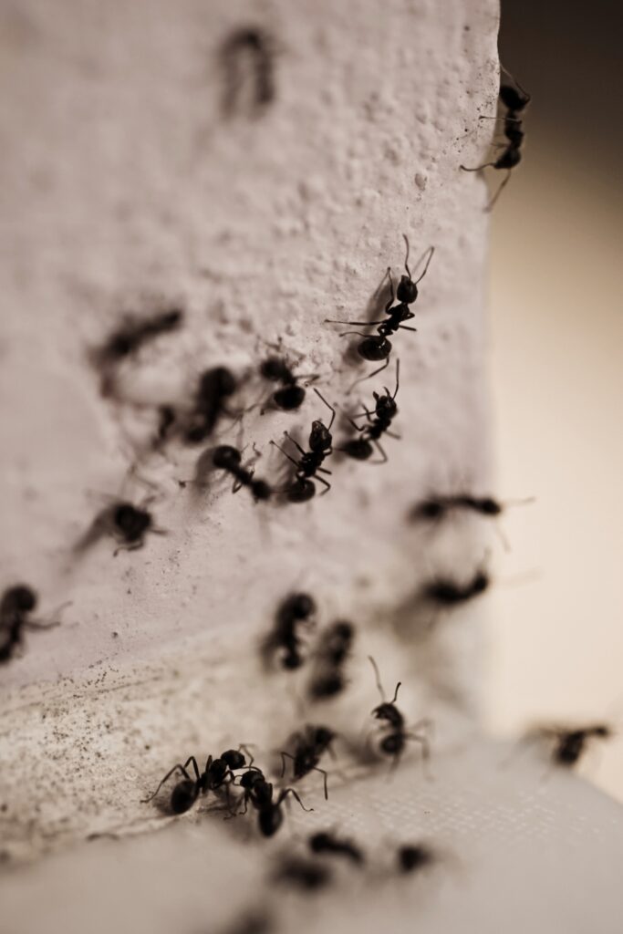Ants on side wall