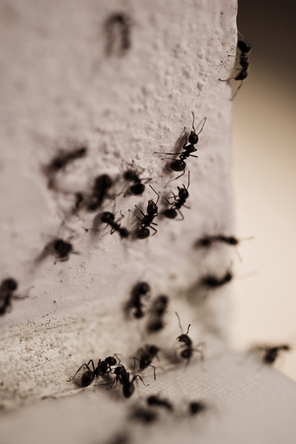 Ants on side wall