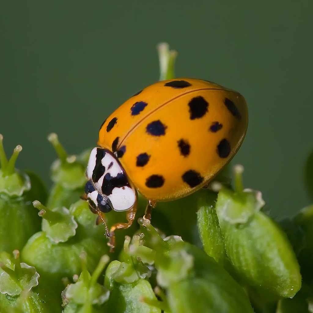 asian lady beetle