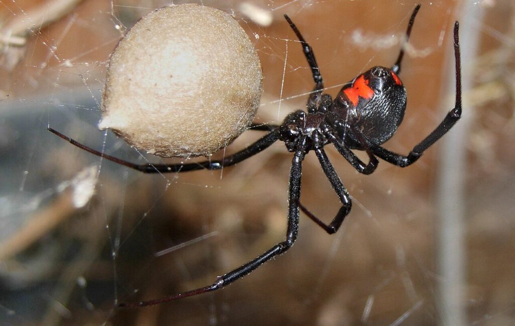black widow