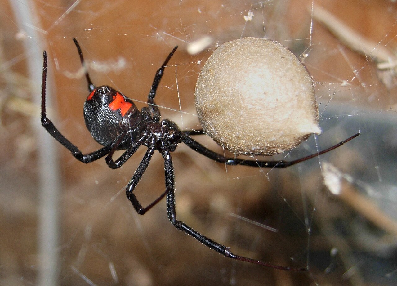 black widow