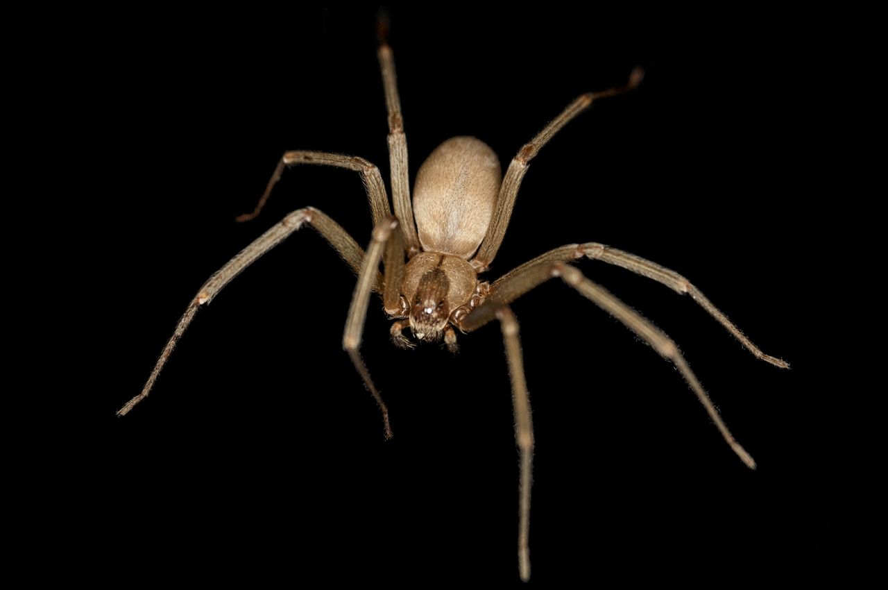 brown recluse