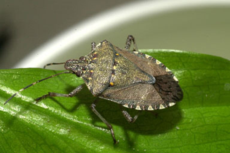 stinkbug
