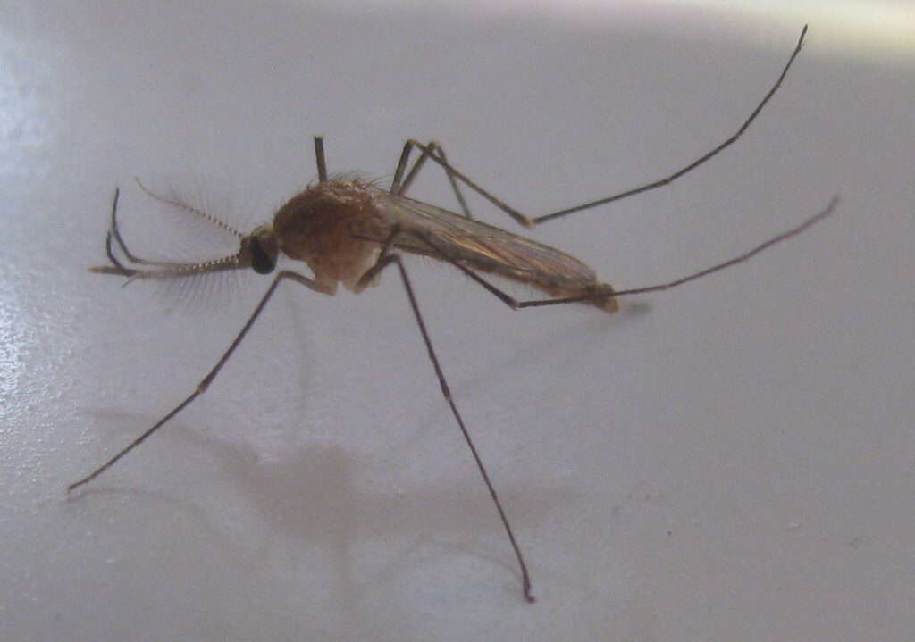 Culex_mosquito