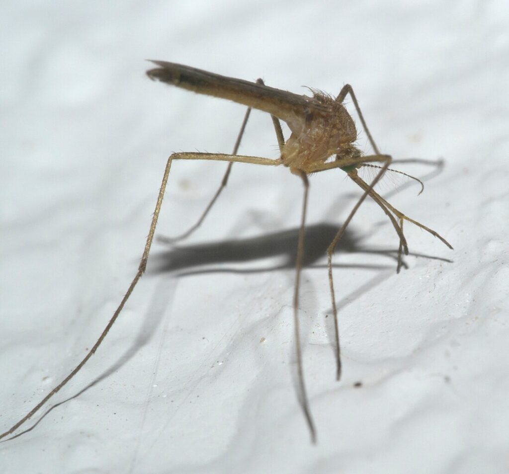 culiseta melanura