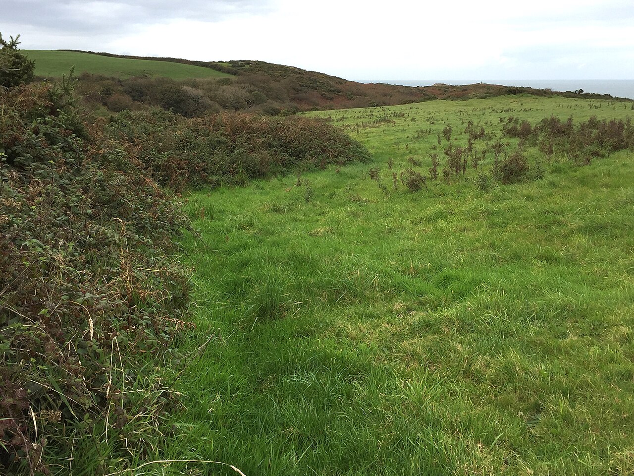 dense vegetation