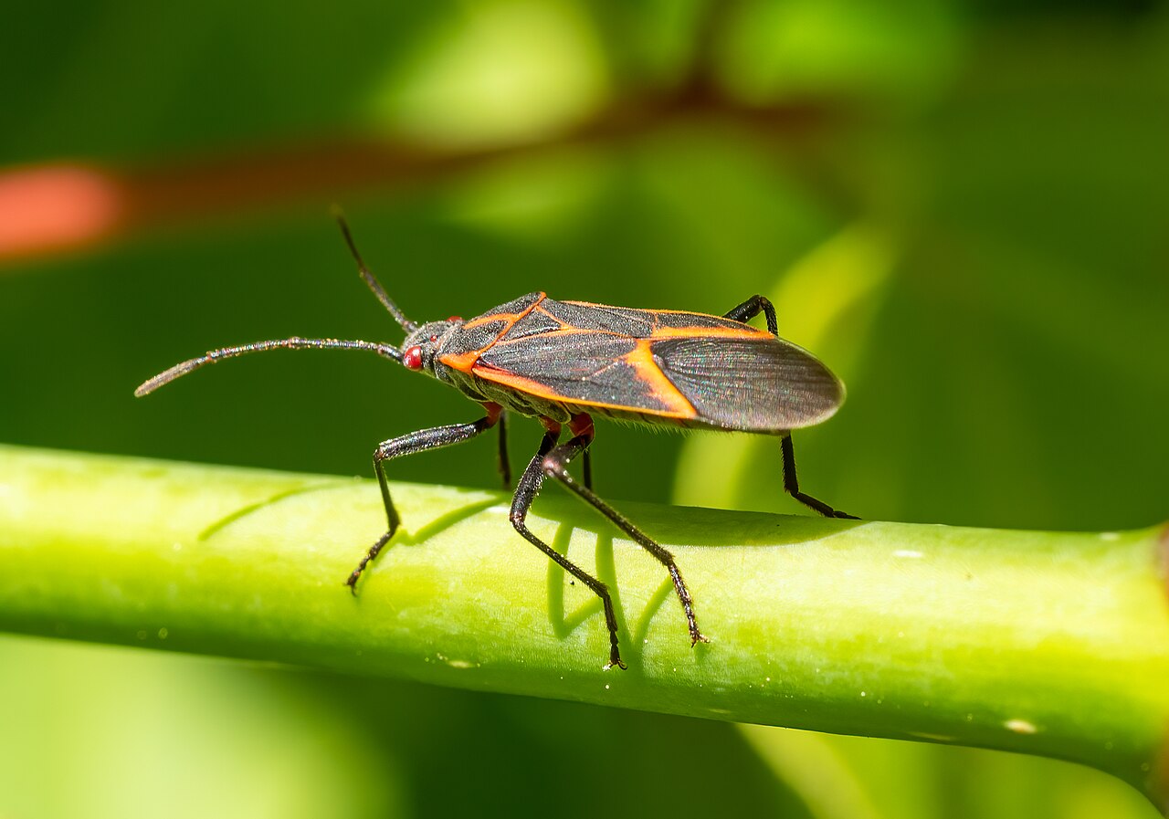 boxelder bug