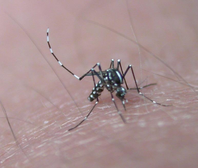 mosquito