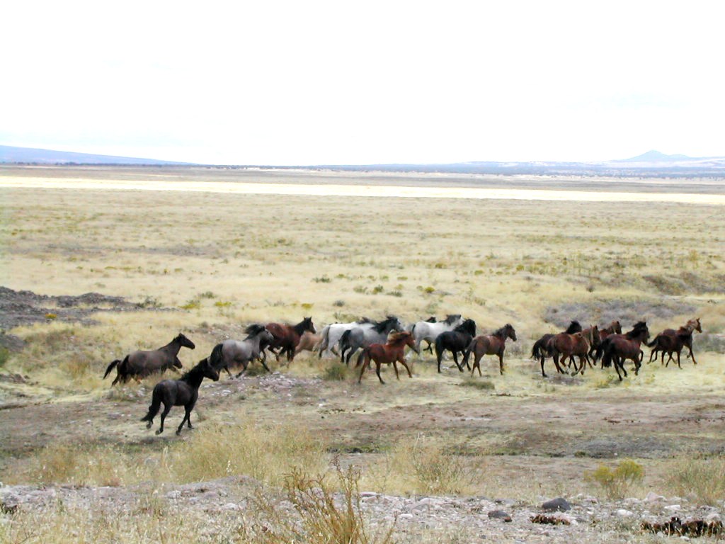 grassland