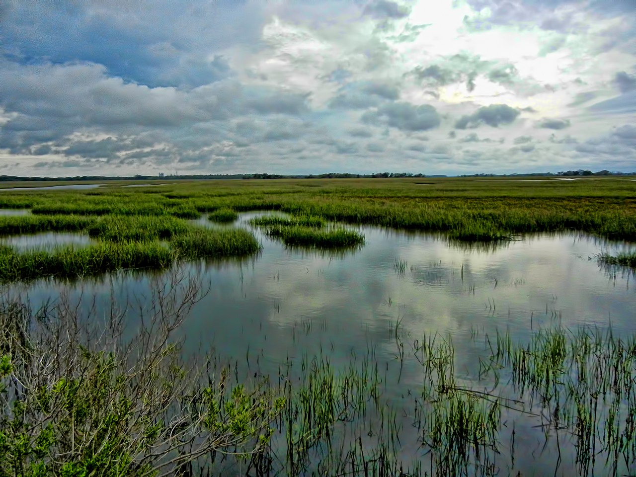 salt marsh