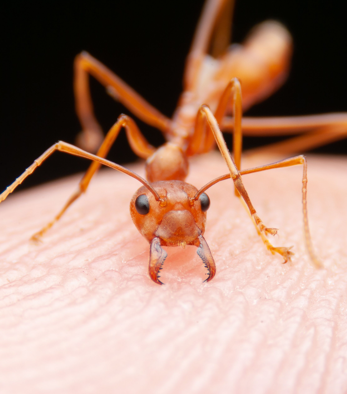 ant up close picture.