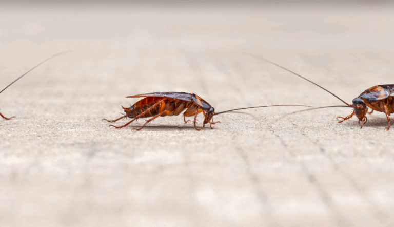 cockroach problem and control
