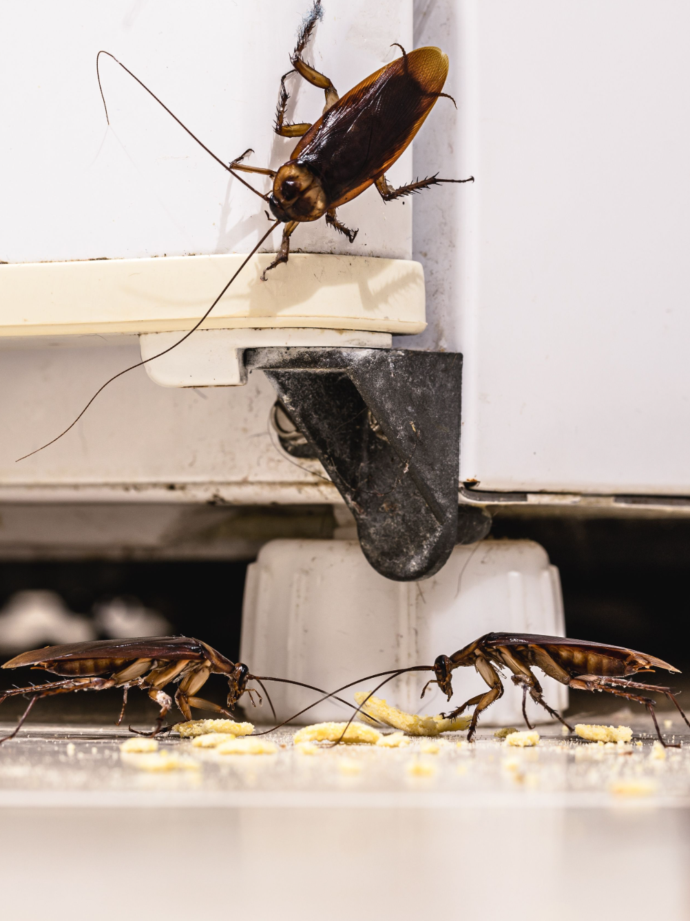 cockroach problem in home kitchen