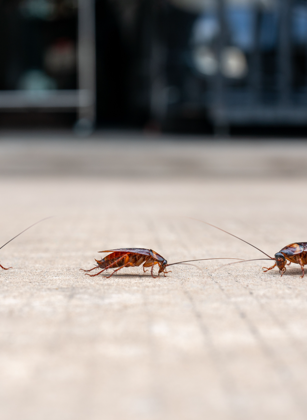cockroach problem and control