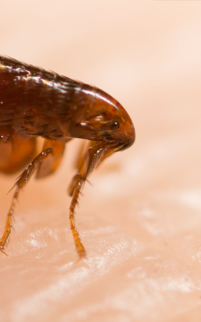 close up photo of a flea