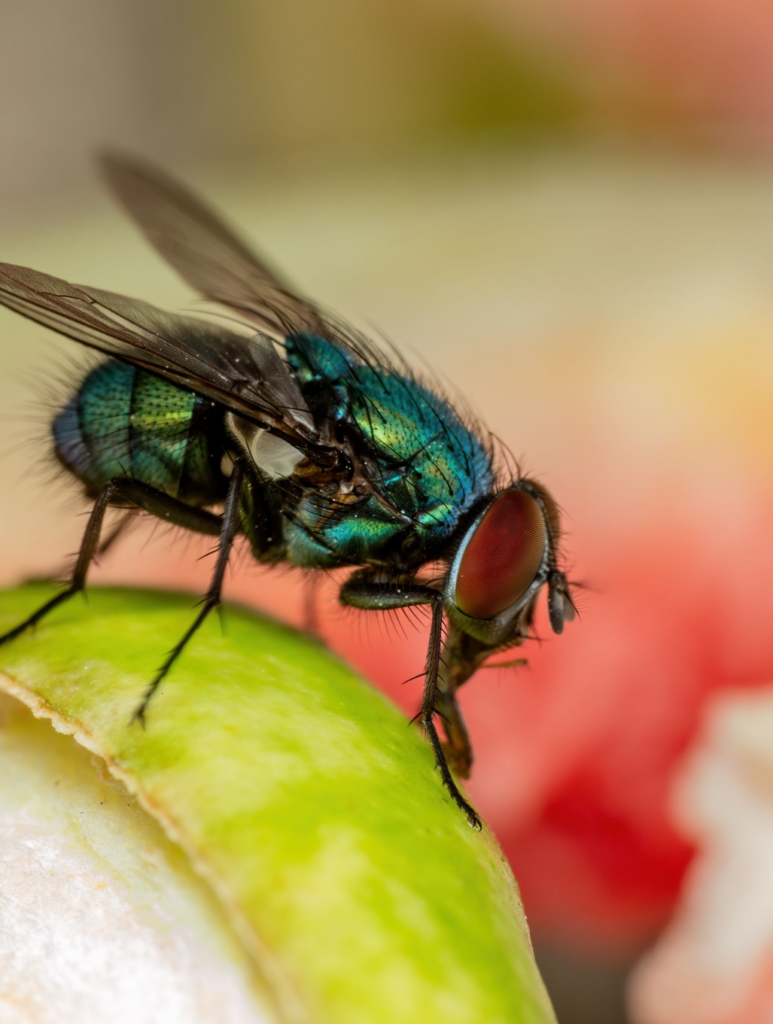 close up photo of a fly on food